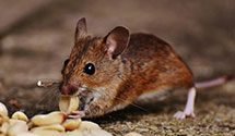 24 Hour & Emergency Exterminators in Corapeake, NC